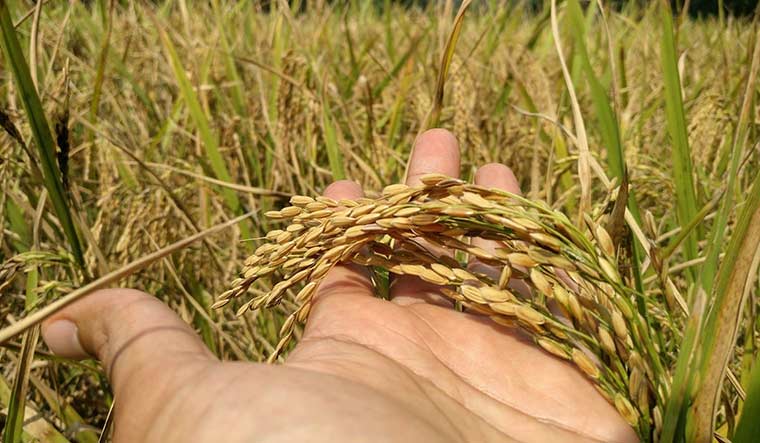 In a warming world, growing rice is increasingly unsustainable