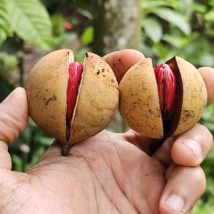 Organic Nutmeg